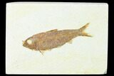 Detailed, Fossil Fish (Knightia) - Wyoming #143437-1